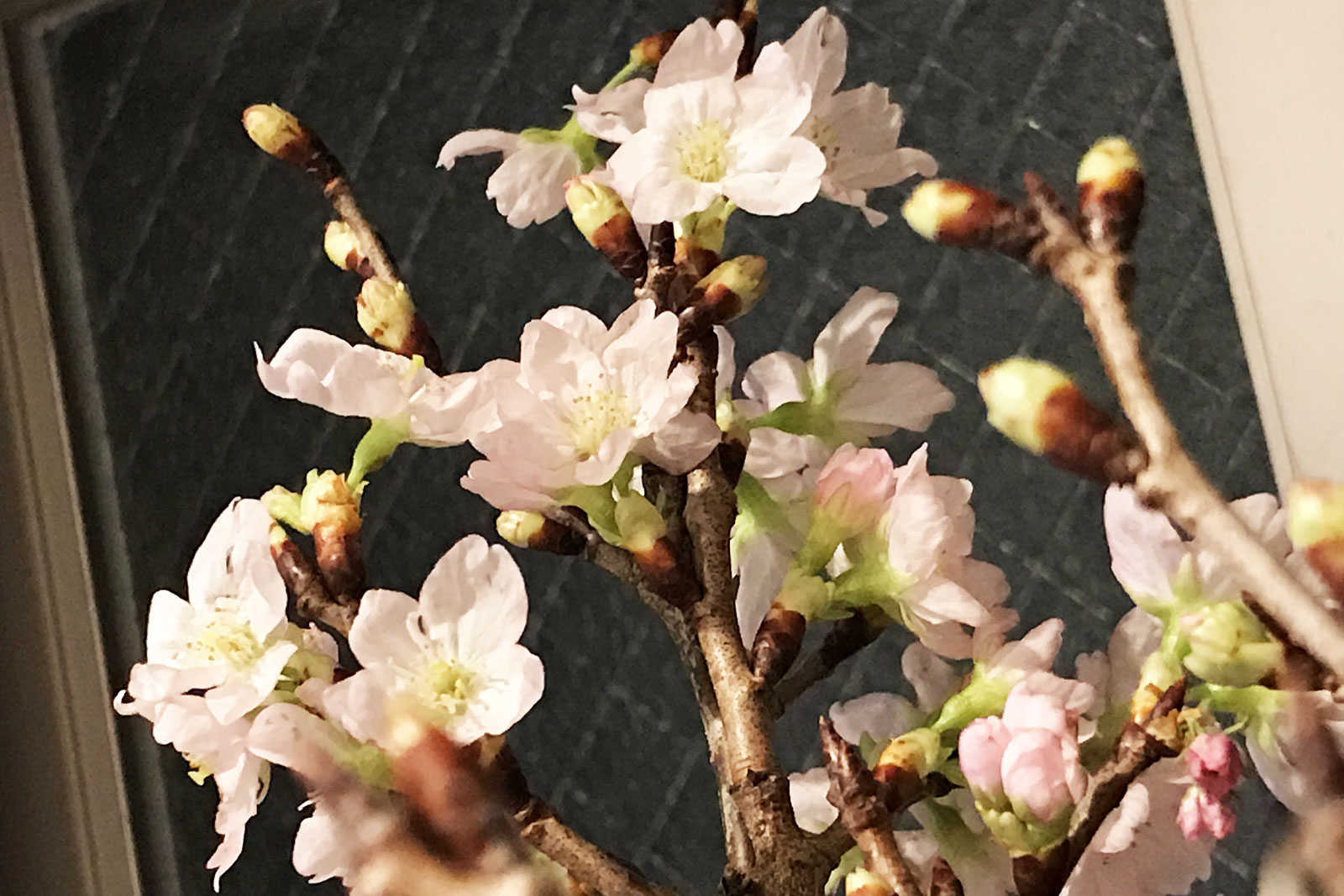 【アプレゲールですいません。】お正月に咲く桜